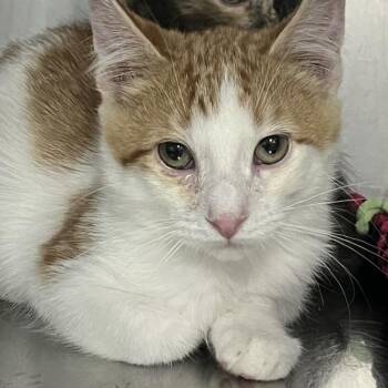 Carmine -  Domestic Short Hair Cat for Adoption in Idaho Falls, Idaho - Carmine | PetCurious