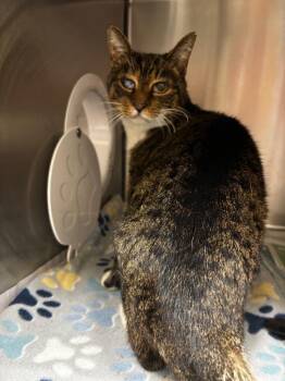 Rescue Domestic Short Hair Cats for Adoption in Winder, Georgia - 2025-09-156*Myrtle | PetCurious