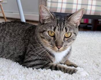 Tigger -  Domestic Short Hair Cat for Adoption in Melrose, Massachusetts - Tigger | PetCurious