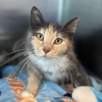 Domestic Medium Hair Cats Available for Adoption in Matteson, Illinois - Nefertiti | PetCurious