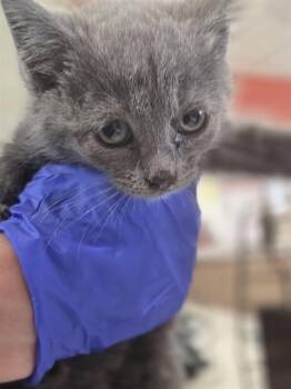 SHANE -  Domestic Short Hair Cat for Adoption in Louisville, Kentucky - SHANE | PetCurious