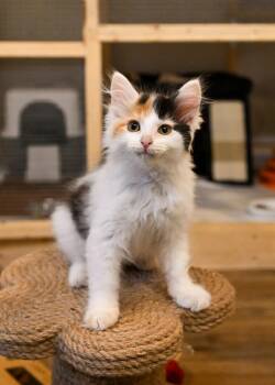 Rescue Calico Cats for Adoption in Bowling Green, Ohio - Miley | PetCurious