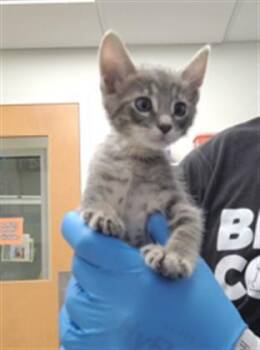 CHARLIE DEXTER -  Domestic Medium Hair and Domestic Short Hair Cat for Adoption in Albuquerque, New Mexico - CHARLIE DEXTER | PetCurious