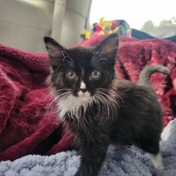 Gail -  Domestic Medium Hair Cat for Adoption in New Washoe City, Nevada - Gail | PetCurious