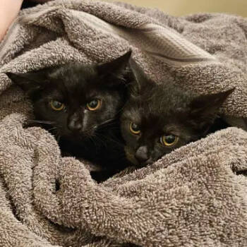 Rescue Domestic Medium Hair Cats for Adoption in Reisterstown, Maryland - Spooky (bonded With Curious) | PetCurious