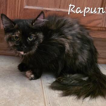 Domestic Long Hair Cats Available for Adoption - Rapunzel | PetCurious