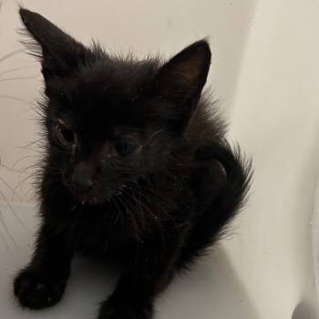 Salem 9046 -  Domestic Short Hair Cat for Adoption in Columbus, Georgia - Salem 9046 | PetCurious