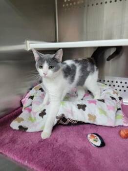 Domestic Short Hair Cats Available for Adoption in Fergus Falls, Minnesota - Ramen | PetCurious