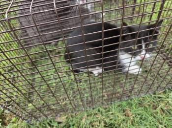 Domestic Short Hair Cats Available for Adoption in Houston, Texas - 5 | PetCurious