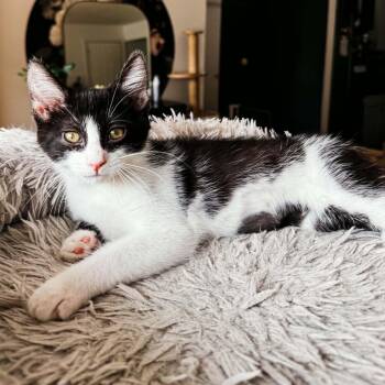 Isle Royale -  Domestic Short Hair and Tuxedo Cat for Adoption in Grand Rapids, Michigan - Isle Royale | PetCurious