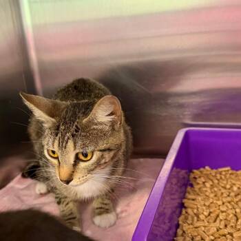 Ruby -  Domestic Short Hair Cat for Adoption in Port Charlotte, Florida - Ruby | PetCurious