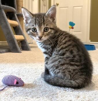 Twix -  Tabby Cat for Adoption in Hamilton, Ontario - Twix | PetCurious