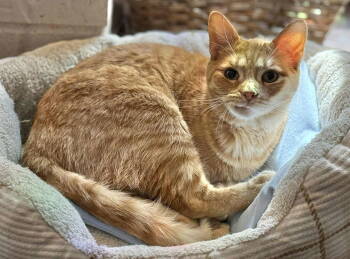 Rescue Tabby Cats for Adoption in Capshaw, Alabama - SUZY | PetCurious