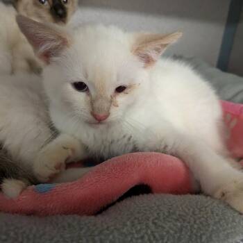 Thomas J-Red -  Domestic Short Hair Cat for Adoption in Greenville, Pennsylvania - Thomas J-Red | PetCurious