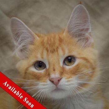 Tangerine -  Tabby and Domestic Long Hair Cat for Adoption in Huntley, Illinois - Tangerine | PetCurious
