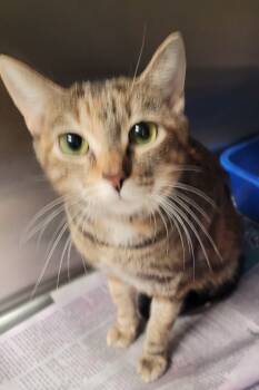 Rescue Domestic Short Hair Cats for Adoption in Hopkinsville, Kentucky - Annamon | PetCurious