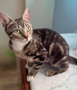 Patches -  Domestic Short Hair Cat for Adoption in Boca Raton, Florida - Patches | PetCurious