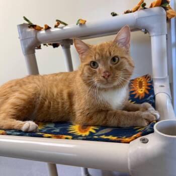 Domestic Short Hair Cats Available for Adoption in Naperville, Illinois - Lasagna | PetCurious