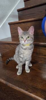 Gloria -  Domestic Short Hair Cat for Adoption in San Antonio, Texas - Gloria | PetCurious