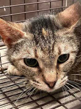 Domestic Short Hair Cats Available for Adoption in New Braunfels, Texas - Kat | PetCurious