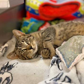 Domestic Short Hair Cats Available for Adoption in Portage, Michigan - Koa | PetCurious