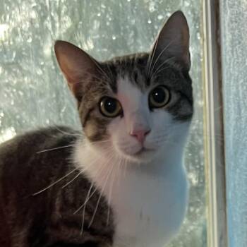 Pierre -  Domestic Short Hair Cat for Adoption in Sarasota, Florida - Pierre | PetCurious