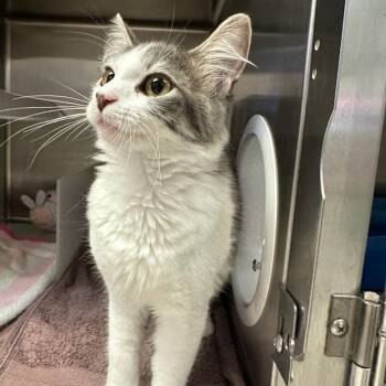 Ana Maria -  Domestic Medium Hair Cat for Adoption in Goleta, California - Ana Maria | PetCurious