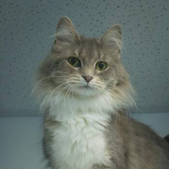 Rescue Domestic Medium Hair Cats for Adoption in Evansville, Indiana - Ebony | PetCurious