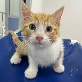 Domestic Short Hair Cats Available for Adoption - Zuko (Brown) | PetCurious