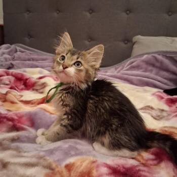 Phoenix -  Domestic Medium Hair Cat for Adoption in Miami, Oklahoma - Phoenix | PetCurious