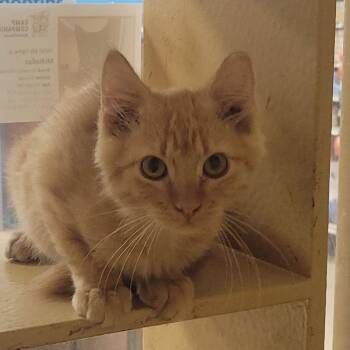 Foley -  Domestic Short Hair Cat for Adoption in Rochester, Minnesota - Foley | PetCurious