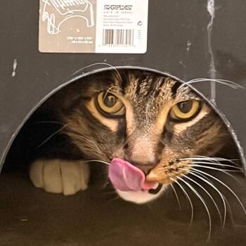 Kepler -  Domestic Short Hair Cat for Adoption in Walker, Michigan - Kepler | PetCurious