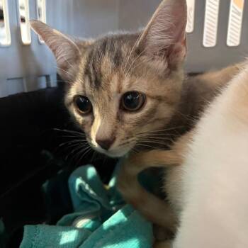 Jolene -  Domestic Short Hair Cat for Adoption in Sarasota, Florida - Jolene | PetCurious
