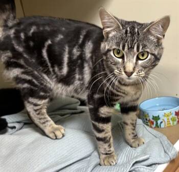 Domestic Short Hair Cats Available for Adoption in Dedham, Massachusetts - ROMEO | PetCurious