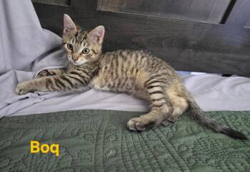 Boq -  Domestic Short Hair Cat for Adoption in Findlay, Ohio - Boq | PetCurious
