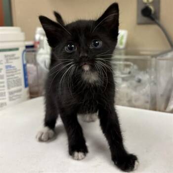 CHEWIE -  Domestic Short Hair Cat for Adoption in Rancho Cucamonga, California - CHEWIE | PetCurious