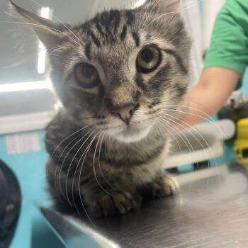 Nemo -  Domestic Long Hair Cat for Adoption in Rocky Mount, Virginia - Nemo | PetCurious