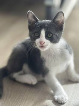 Domestic Short Hair Cats Available for Adoption - Tadashi | PetCurious