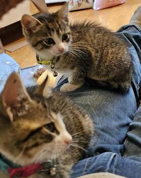 Cerulean Sea: Phee -  Tabby Cat for Adoption - Cerulean Sea: Phee | PetCurious