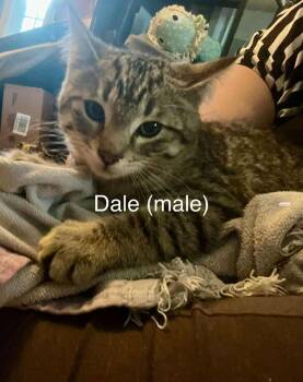 Rescue Domestic Short Hair Cats for Adoption in Cloquet, Minnesota - Dale | PetCurious