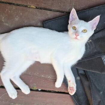 Flurry -  Domestic Short Hair Cat for Adoption in Bentonville, Arkansas - Flurry | PetCurious