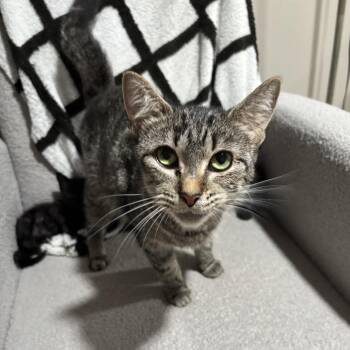 Cupcake -  Domestic Short Hair Cat for Adoption in Bristol, Indiana - Cupcake | PetCurious