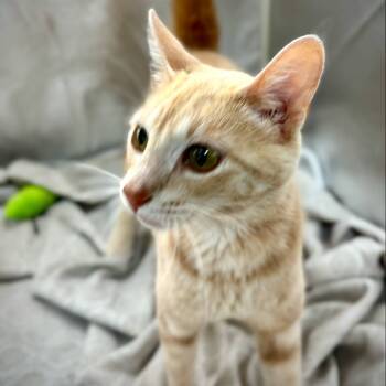 Rescue Domestic Short Hair Cats for Adoption in Sioux Falls, South Dakota - Clarice | PetCurious