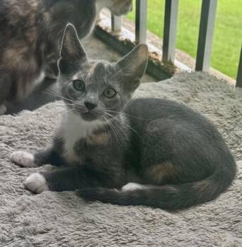 Fern -  Domestic Short Hair Cat Available for Adoption in West Palm Beach, Florida - Fern | PetCurious