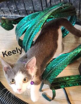 Keely 0172 -  Domestic Short Hair Cat for Adoption in Dallas, Texas - Keely 0172 | PetCurious