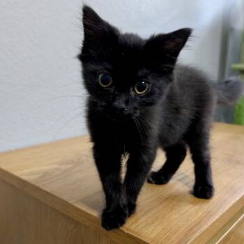 Pepperocini -  Domestic Short Hair Cat for Adoption in Austin, Texas - Pepperocini | PetCurious