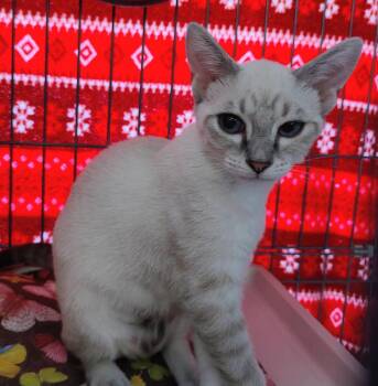 Rachel -  Siamese and Domestic Short Hair Cat for Adoption in Raritan, New Jersey - Rachel | PetCurious