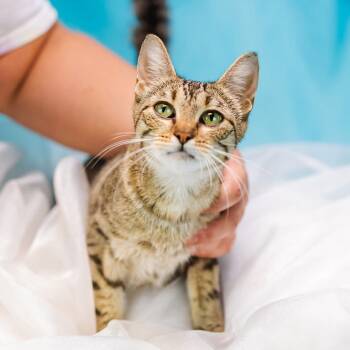 Rescue Domestic Short Hair Cats for Adoption in East St. Louis, Illinois - Lettuce-C | PetCurious