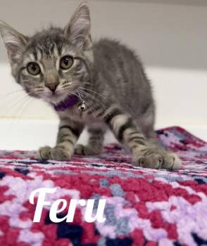 Feru -  Domestic Medium Hair Cat for Adoption in Manistee, Michigan - Feru | PetCurious