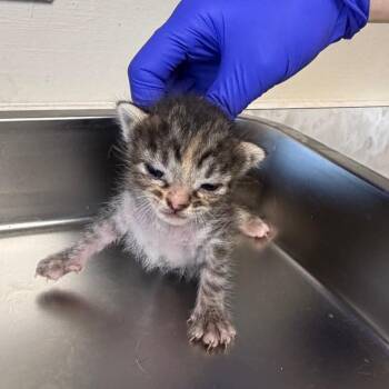 Domestic Short Hair Cats Available for Adoption - TUSC-Stray-83596_2_3_4 | PetCurious